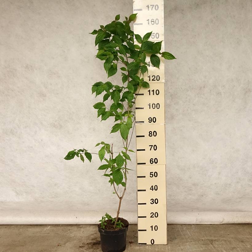 Promesse de Fleurs - Cornus kousa Chinensis - Cornouiller de Chine Pot de 3L/4L - Image 2