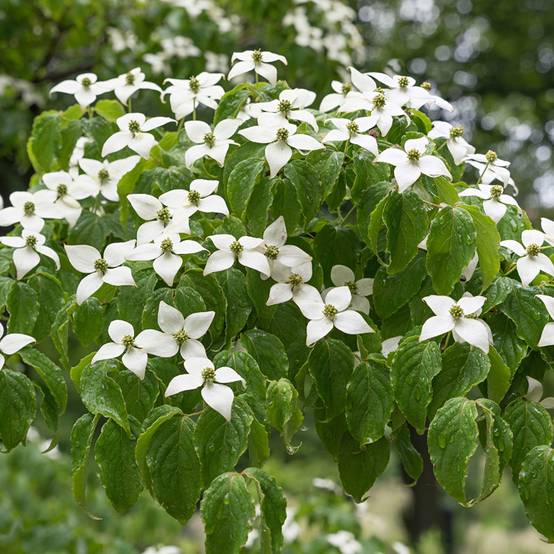 Promesse de Fleurs - Cornus kousa Chinensis - Cornouiller de Chine Pot de 3L/4L - Image 1