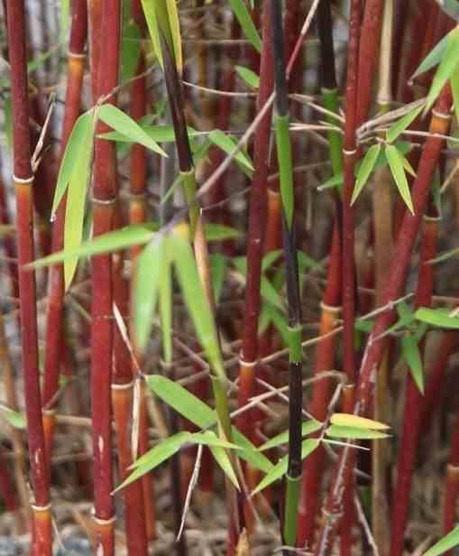 Sans Marque - Fargesia "Jiuzhaigou 1" (Bambou non traçant) Taille:Pot 15 Litres - 130/150cm - 8/12 cannes - Image 3