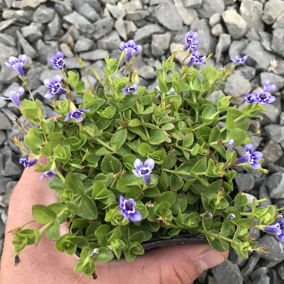 Promesse de Fleurs - Lindernia grandiflora - Lindernie à grandes fleurs Godet de 8/9 cm
