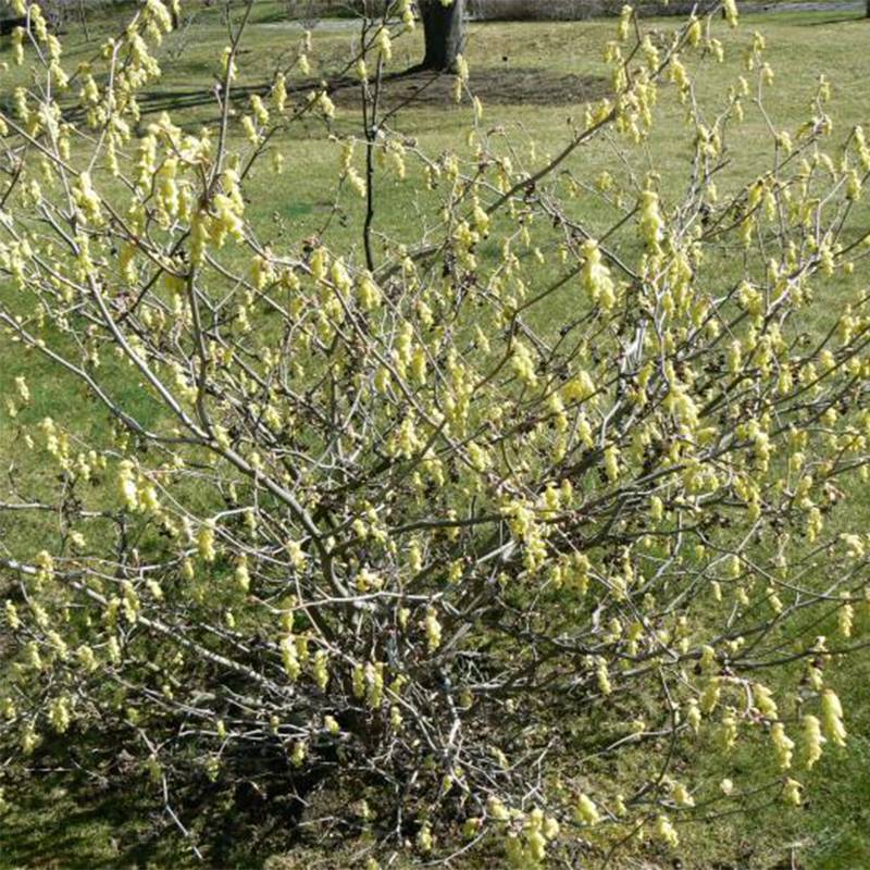 Promesse de Fleurs - Corylopsis willmottiae Spring Purple - Faux noisetier Pot de 2L/3L