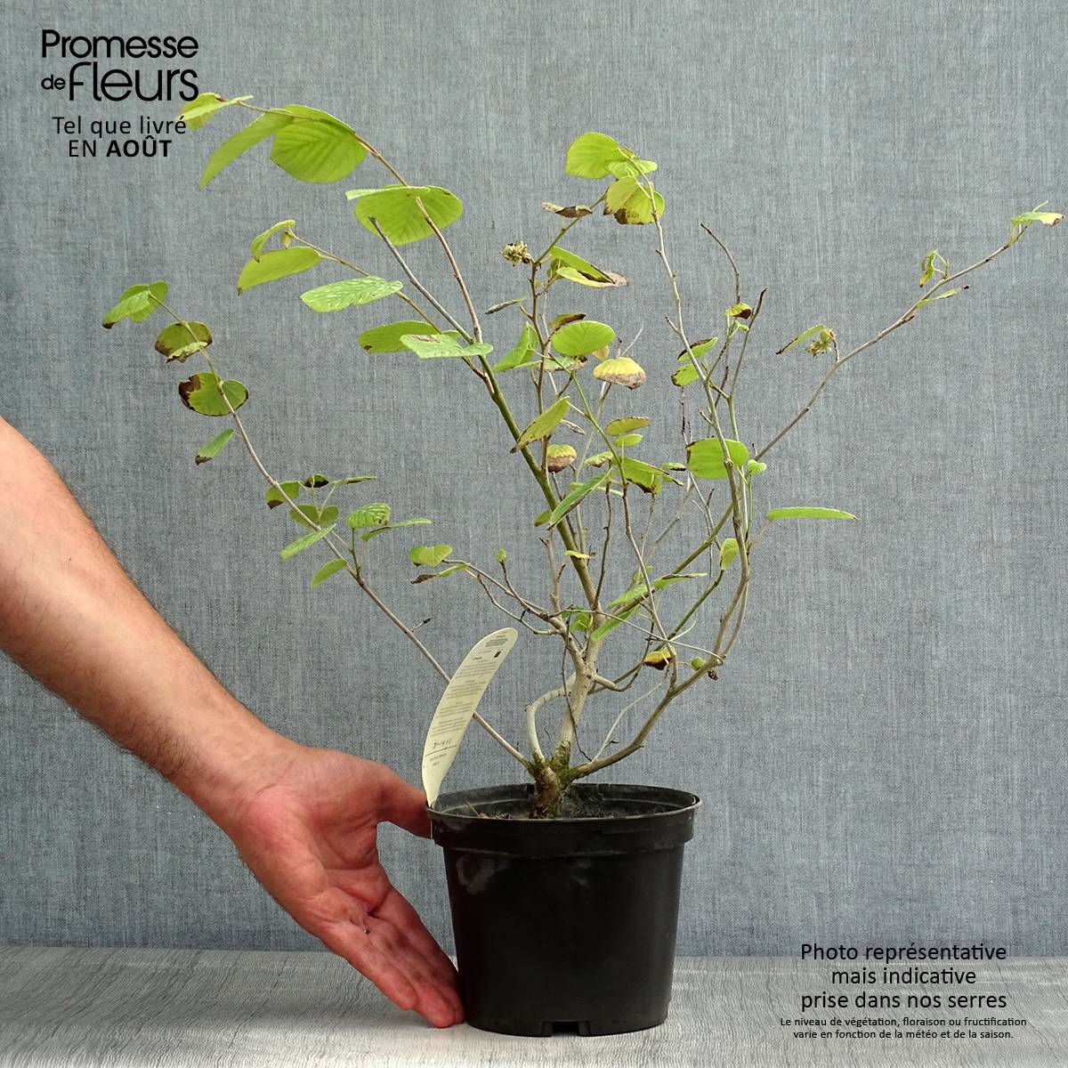 Corylopsis willmottiae Spring Purple - Faux noisetier Pot de 2L/3L - Image 2