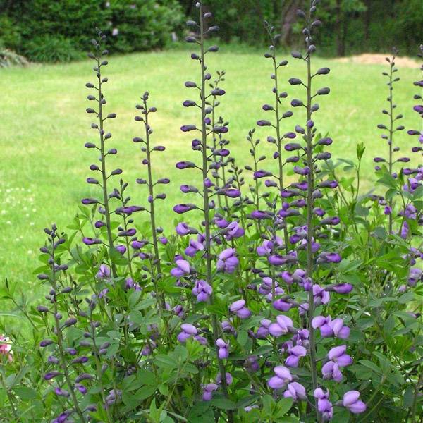 Lupin indigo - Baptisia Purple Smoke Godet de 8/9 cm