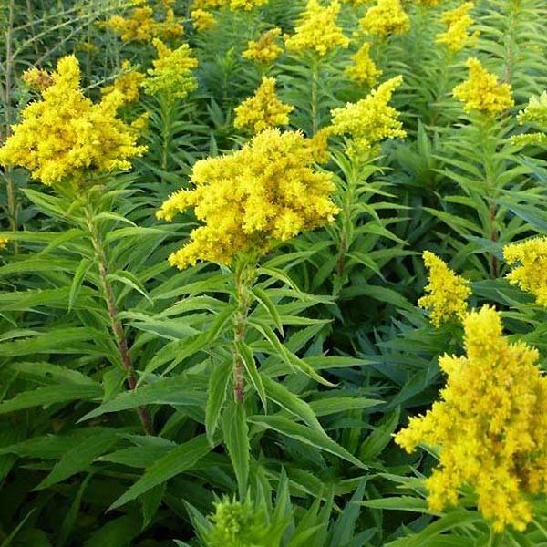 Solidago Spatgold - Verge d'or Spatgold Godet de 8/9 cm