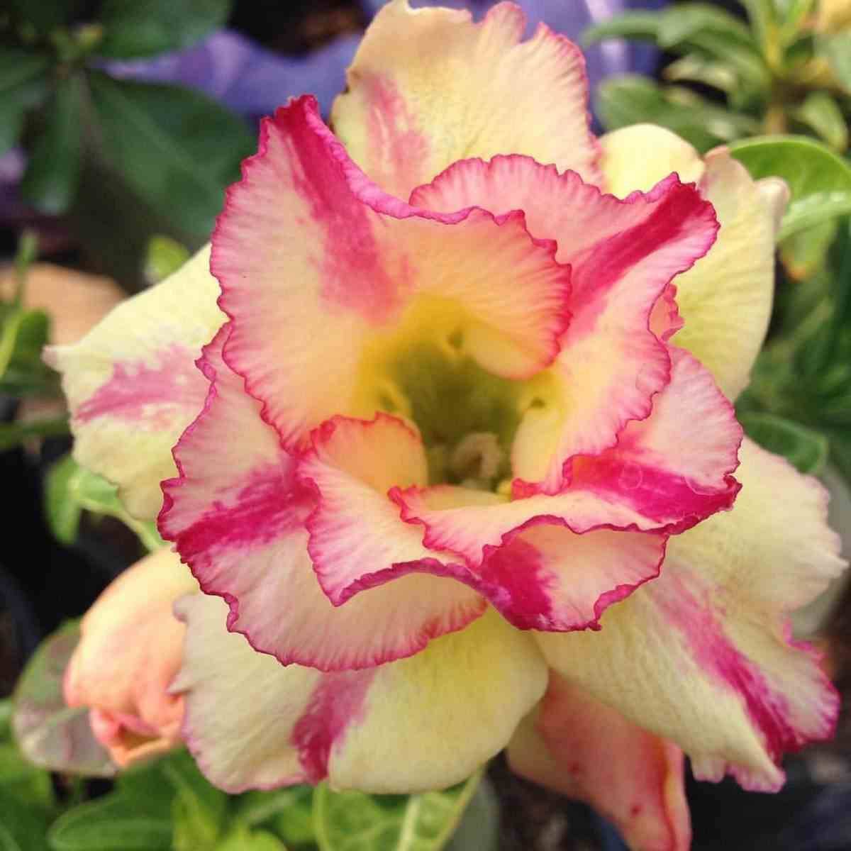 Sans Marque - Adenium obesum cv.Thong Yod Couleur floraison:jaune et rouge - Taille:Caudex d'environ 150g