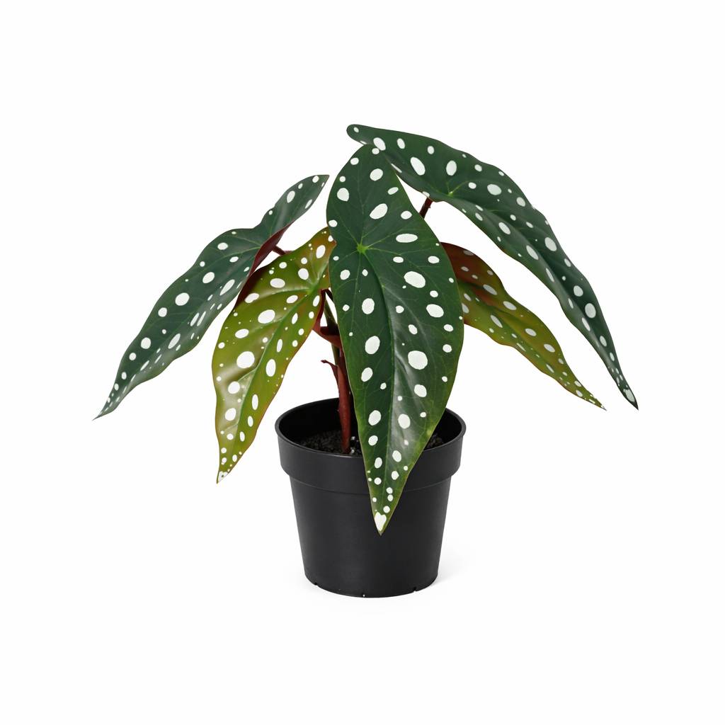 Begonia maculata - 24cm - Ø9cm - Plante artificielle - Image 1