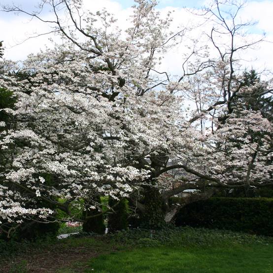 Promesse de Fleurs - Cornus florida - Cornouiller à fleurs d'Amérique Pot de 2L/3L