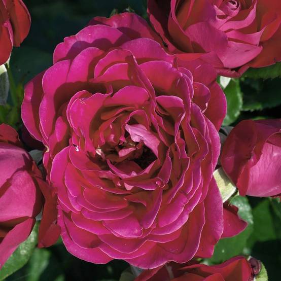 Promesse de Fleurs - Rosier Dominica Intercomdoor - Buisson à grande fleurs Pot de 4L/5L
