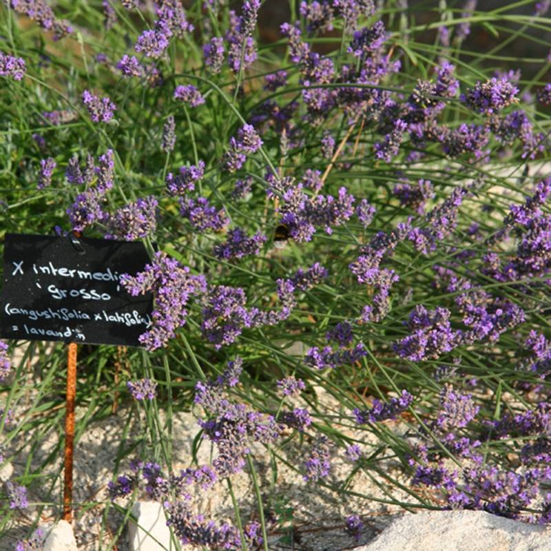 Promesse de Fleurs - Lavande intermedia Grosso - Lavandin Pot de 2L/3L