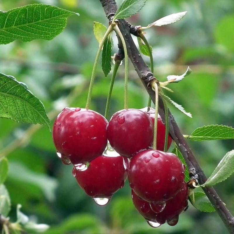 Cerisier nain pleureur Griotella® 'Frumi' - Bon rendement - Pot de 7,5L - 40/60 cm - De 1,00 m à 1,50 m - Image 5