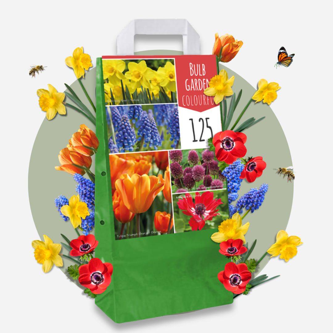 Plant In A Box - Mélange de bulbes pour le jardin - Set de 125 - Image 2