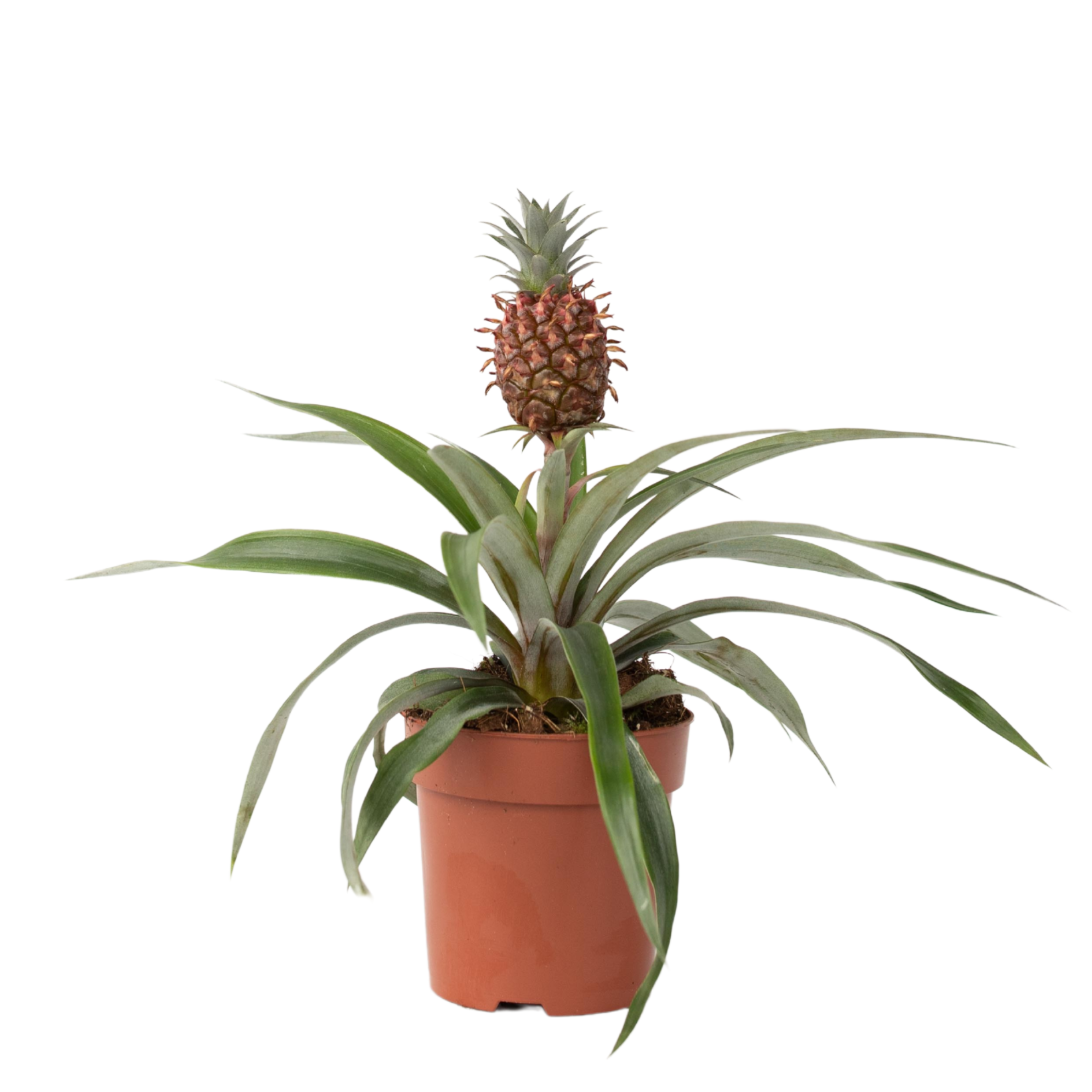 Plant In A Box - Ananas d'ornement - Ananas comosus 'Mi Amigo' - Hauteur 35-45cm - ⌀12cm - Image 1