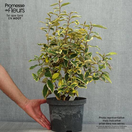 Elaeagnus ebbingei Gilt Edge - Chalef Pot de 3L/4L - Image 2