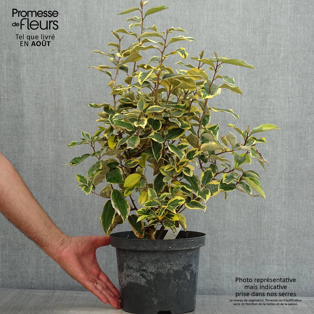 Elaeagnus ebbingei Gilt Edge - Chalef Pot de 3L/4L - Image 2