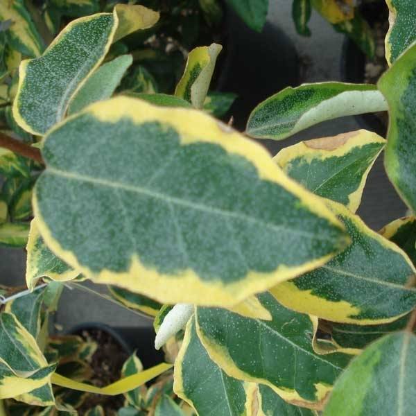 Elaeagnus ebbingei Gilt Edge - Chalef Pot de 3L/4L