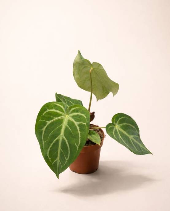 Anthurium Magnificum D. 12cm H. 25cm - Plante d'intérieur - IndoorPoppies - Image 3