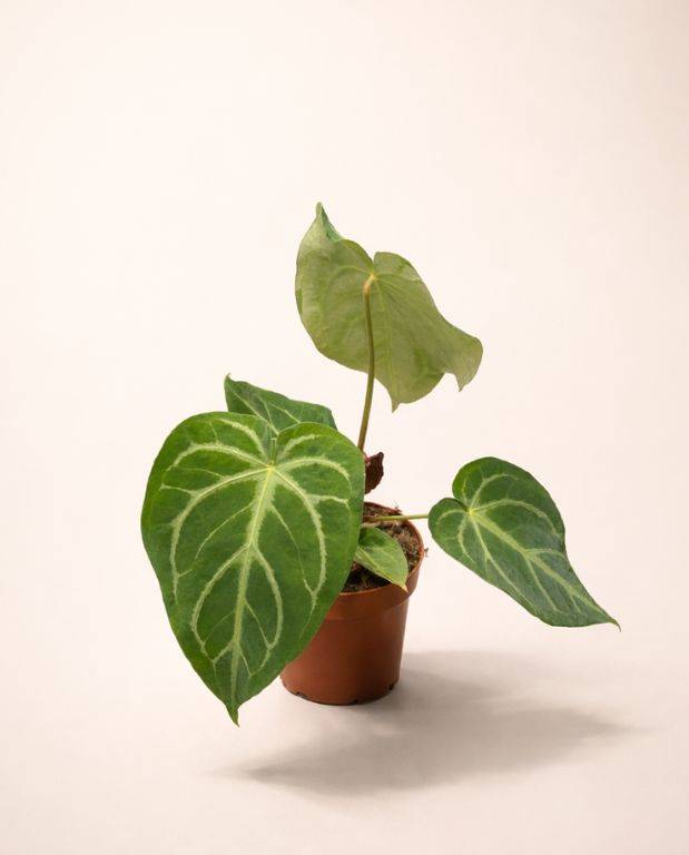Anthurium Magnificum D. 12cm H. 25cm - Plante d'intérieur - IndoorPoppies - Image 3