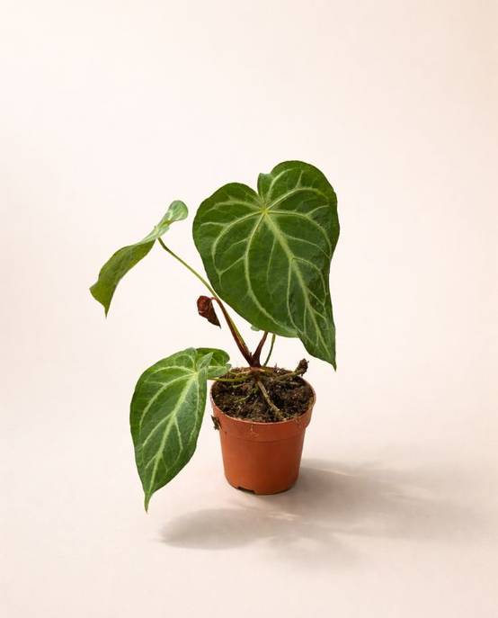 Anthurium Magnificum D. 12cm H. 25cm - Plante d'intérieur - IndoorPoppies - Image 1