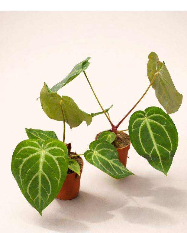 Anthurium Magnificum D. 12cm H. 25cm - Plante d'intérieur - IndoorPoppies - Image 4