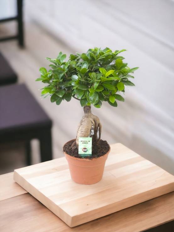 Ficus Microcarpa Ginseng 40cm - Plante d'intérieur- La Green Touch - Image 3