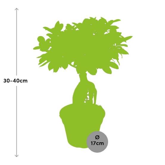 Ficus Microcarpa Ginseng 40cm - Plante d'intérieur- La Green Touch - Image 5