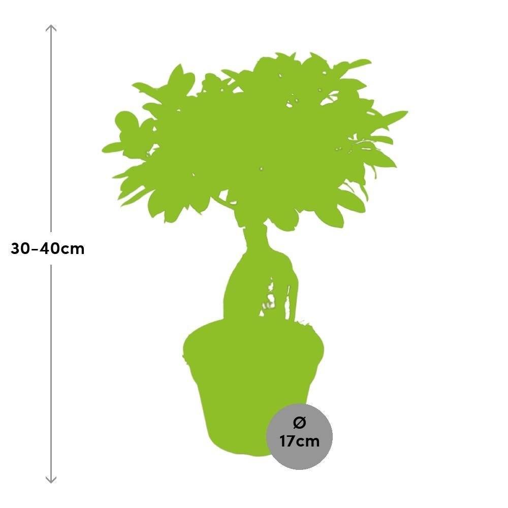 Ficus Microcarpa Ginseng 40cm - Plante d'intérieur- La Green Touch - Image 5