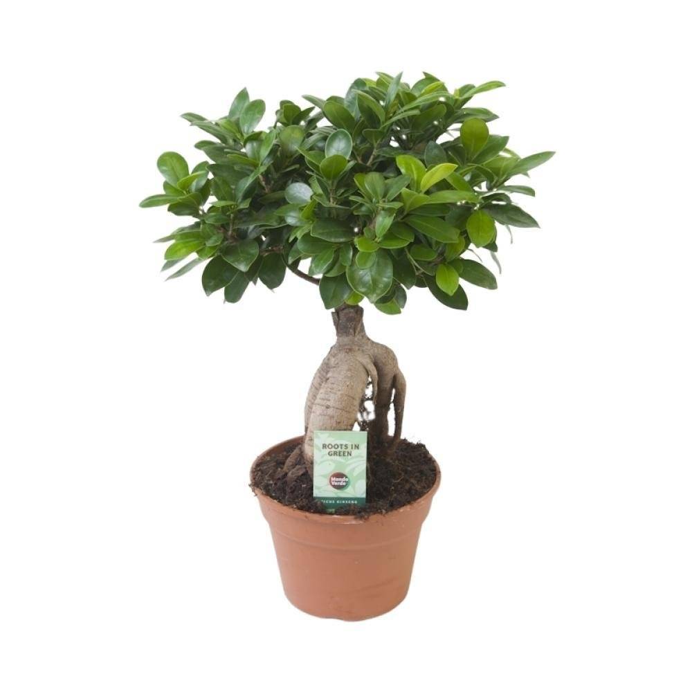 Ficus Microcarpa Ginseng 40cm - Plante d'intérieur- La Green Touch - Image 4