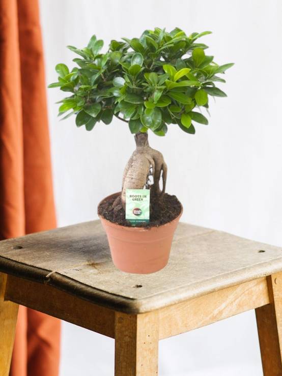 La Green Touch - Ficus Microcarpa Ginseng 40cm - Plante d'intérieur- La Green Touch - Image 1