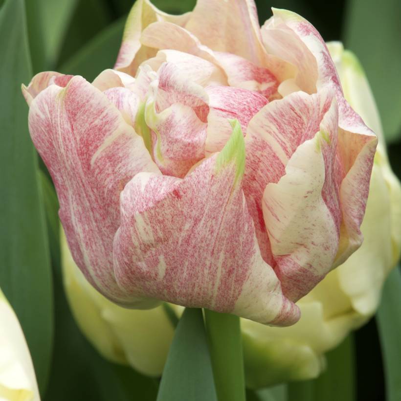 Promesse de Fleurs - Tulipe double hâtive Silk Road Bulbe calibre 12+ (par 10)