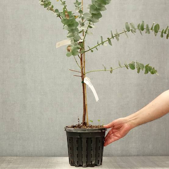 Eucalyptus bridgesiana - Gommier de Bridges Pot de 4L/5L, Pot anti-chignon - Image 2