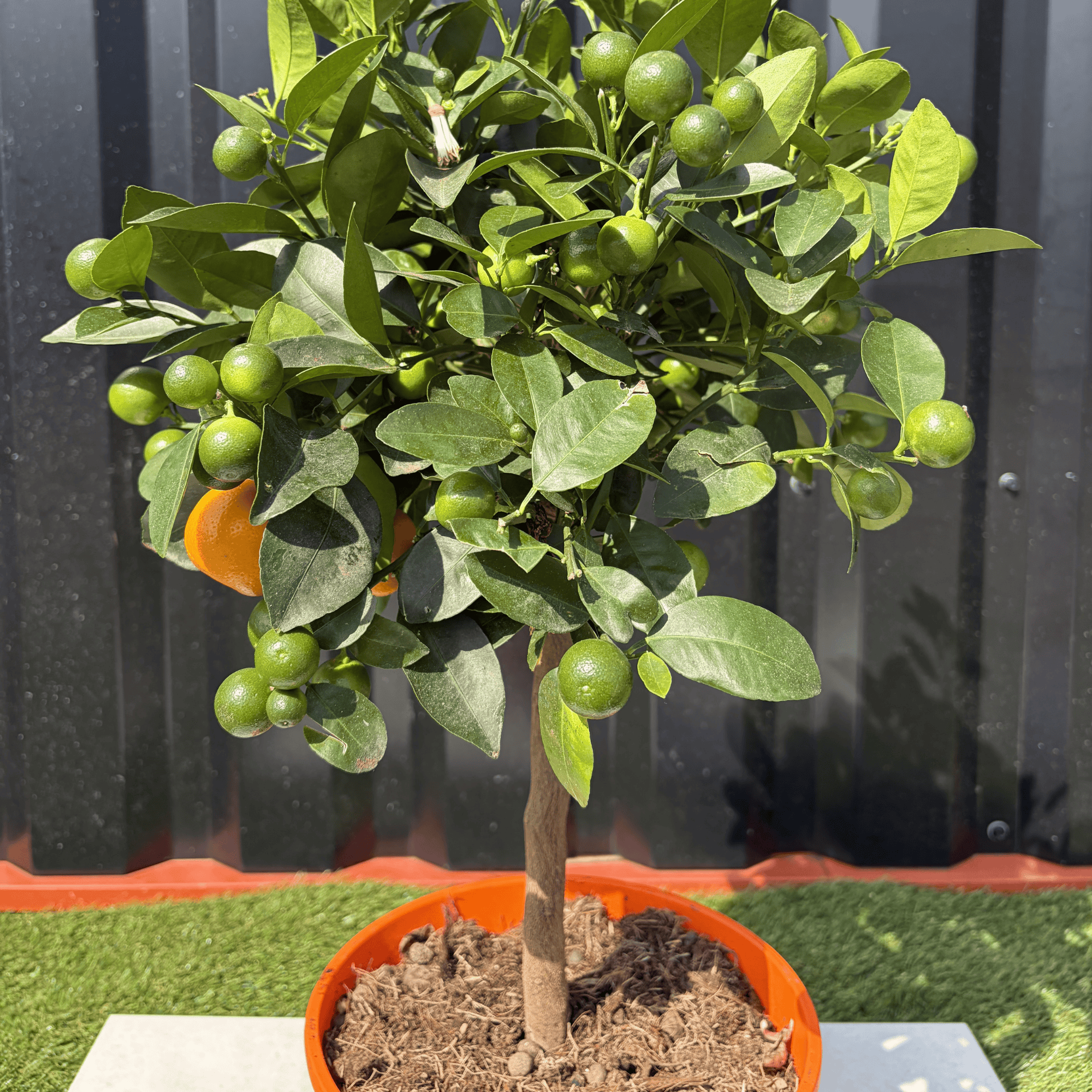 Calamondin Citrus Mitis Hauteur 80 cm - Image 2
