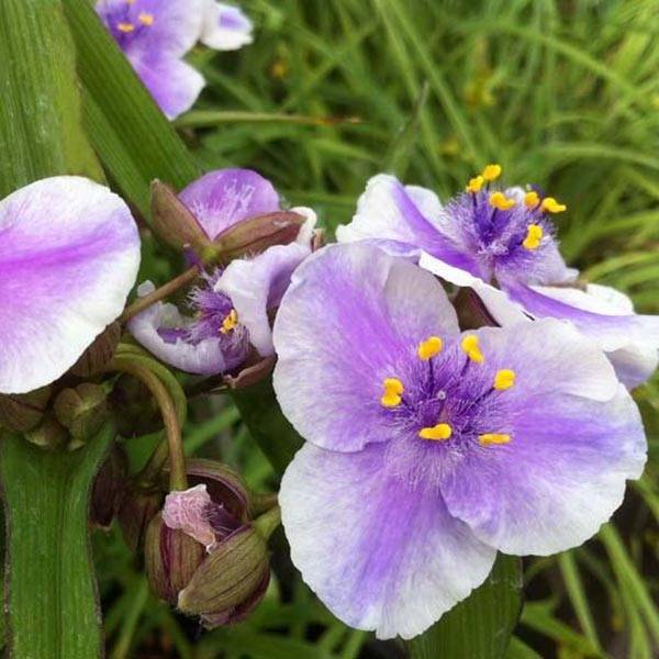 Promesse de Fleurs - Ephémère de Virginie - Tradescantia andersoniana Bilberry Ice Godet de 8/9 cm