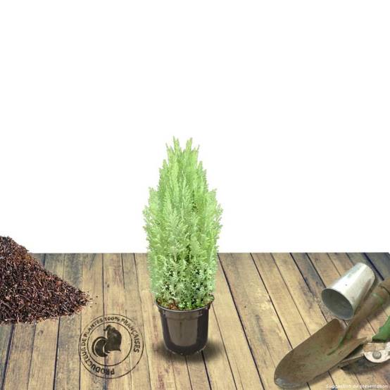 Cyprès de Lawson Ellwoodii, Chamaecyparis lawsoniana - Pot de 4L - 40/60 cm - Image 6