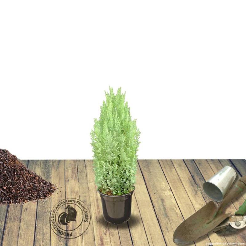 Cyprès de Lawson Ellwoodii, Chamaecyparis lawsoniana - Pot de 4L - 40/60 cm - Image 6