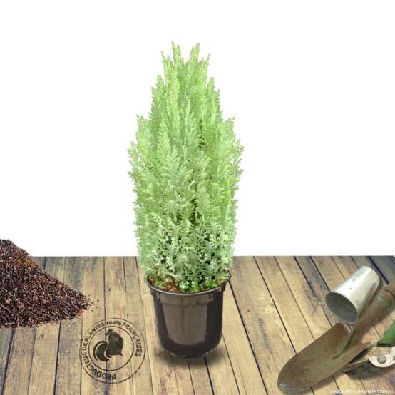 Cyprès de Lawson Ellwoodii, Chamaecyparis lawsoniana - Pot de 4L - 40/60 cm - Image 8