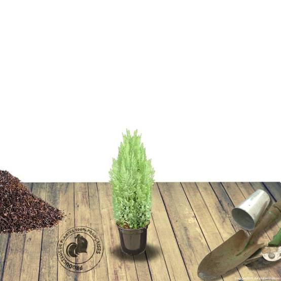 Cyprès de Lawson Ellwoodii, Chamaecyparis lawsoniana - Pot de 4L - 40/60 cm - Image 5