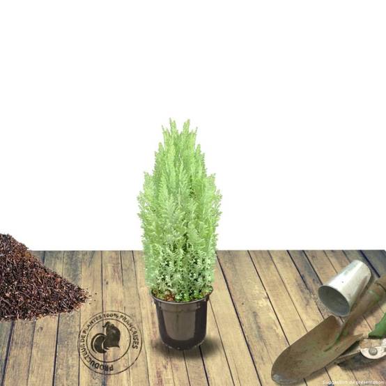Cyprès de Lawson Ellwoodii, Chamaecyparis lawsoniana - Pot de 4L - 40/60 cm - Image 7