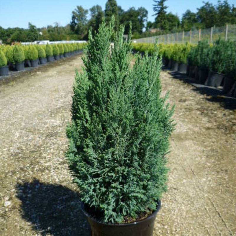 Cyprès de Lawson Ellwoodii, Chamaecyparis lawsoniana - Pot de 4L - 40/60 cm - Image 1