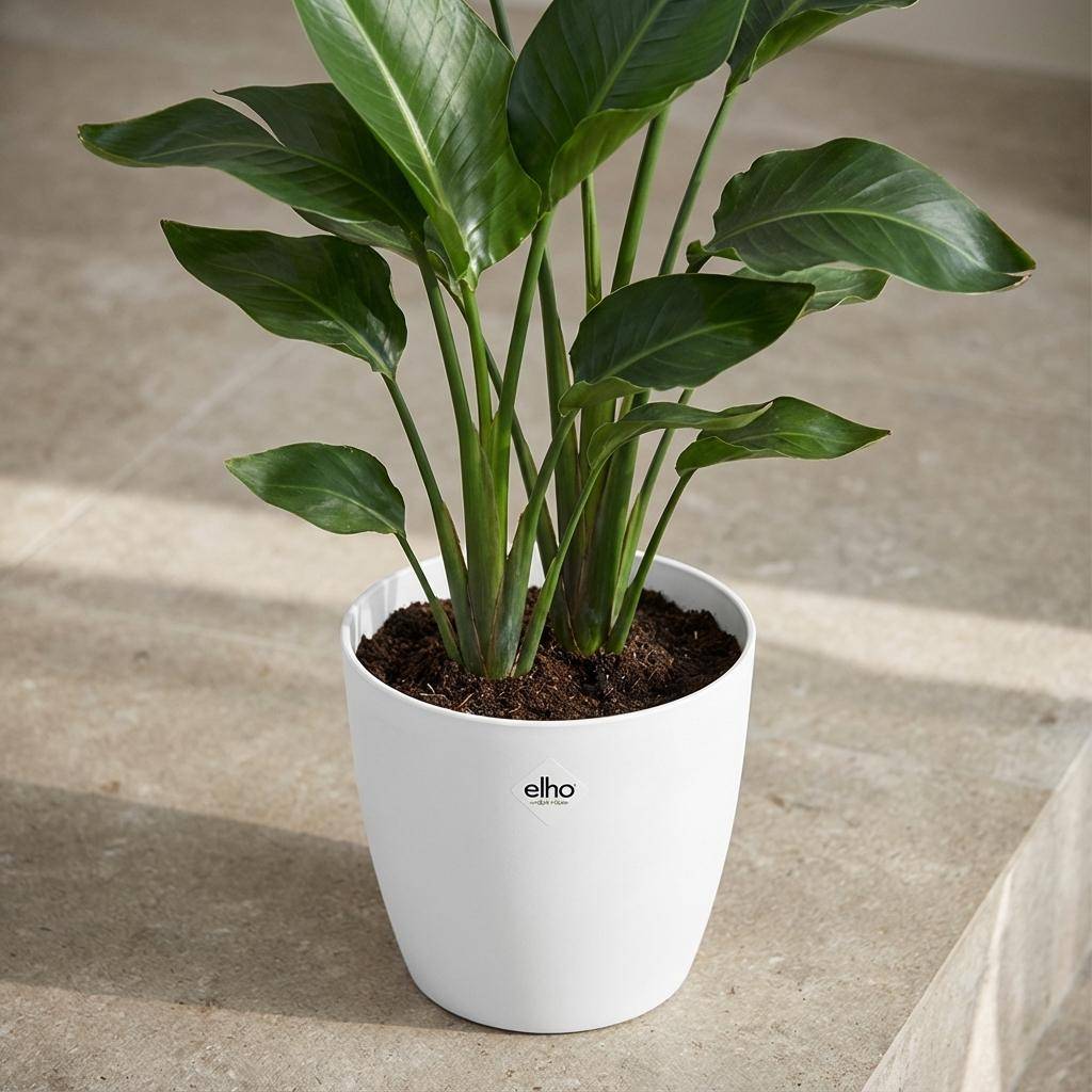 Pot de fleurs elho Brussels rond blanc - D.25cm - Image 5