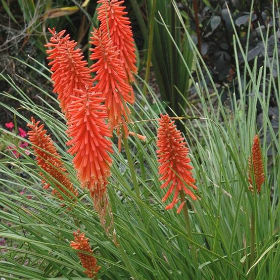 Promesse de Fleurs - Tritoma - Kniphofia Nancy's Red Godet de 8/9 cm