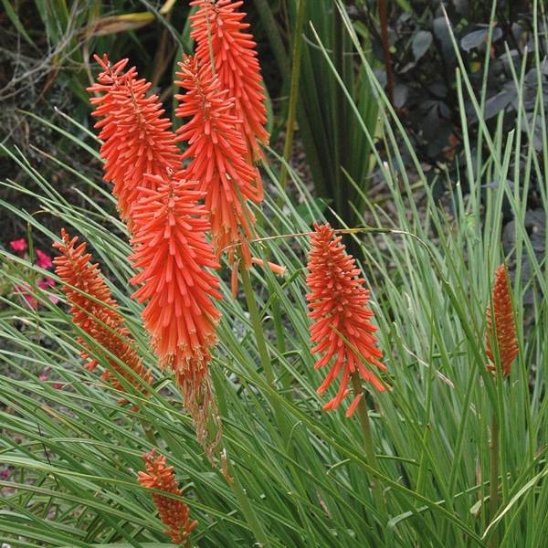 Promesse de Fleurs - Tritoma - Kniphofia Nancy's Red Godet de 8/9 cm