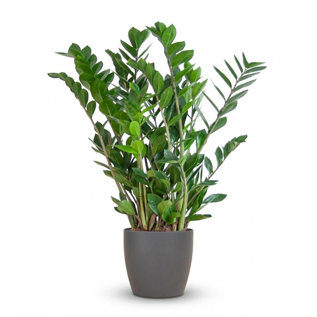 Zamioculcas Zamiifolia - Pot de 21cm - Hauteur 80cm - Gris - Plantes d'intérieur - Image 1
