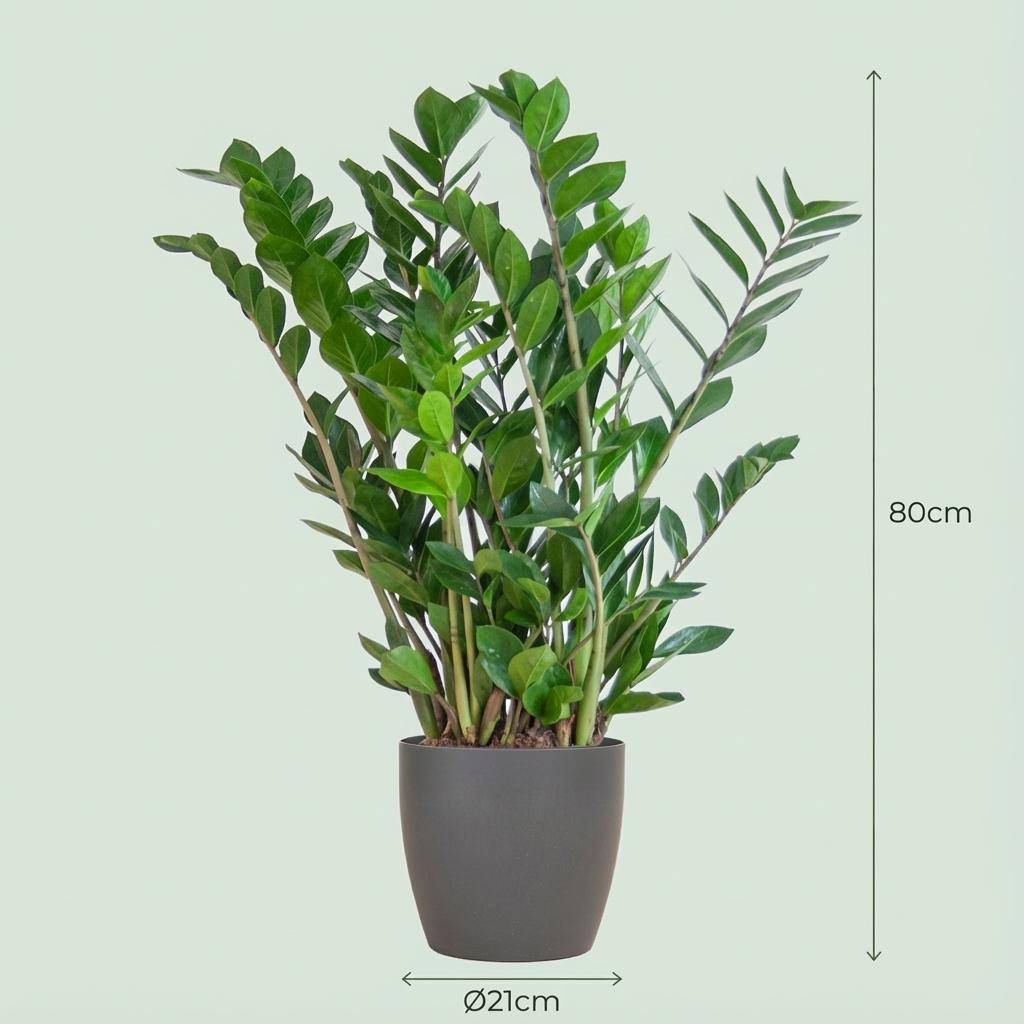 Zamioculcas Zamiifolia - Pot de 21cm - Hauteur 80cm - Gris - Plantes d'intérieur - Image 4
