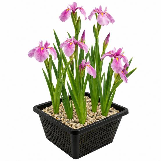 Iris rose - Iris - Image 1