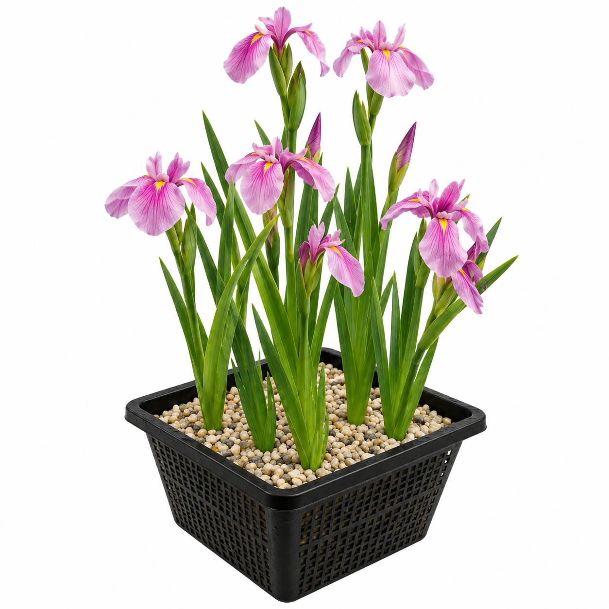 Iris rose - Iris - Image 1