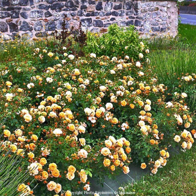 Rosier 'Calizia' ® - Conteneur 2L - Pépinières Naudet - Image 1