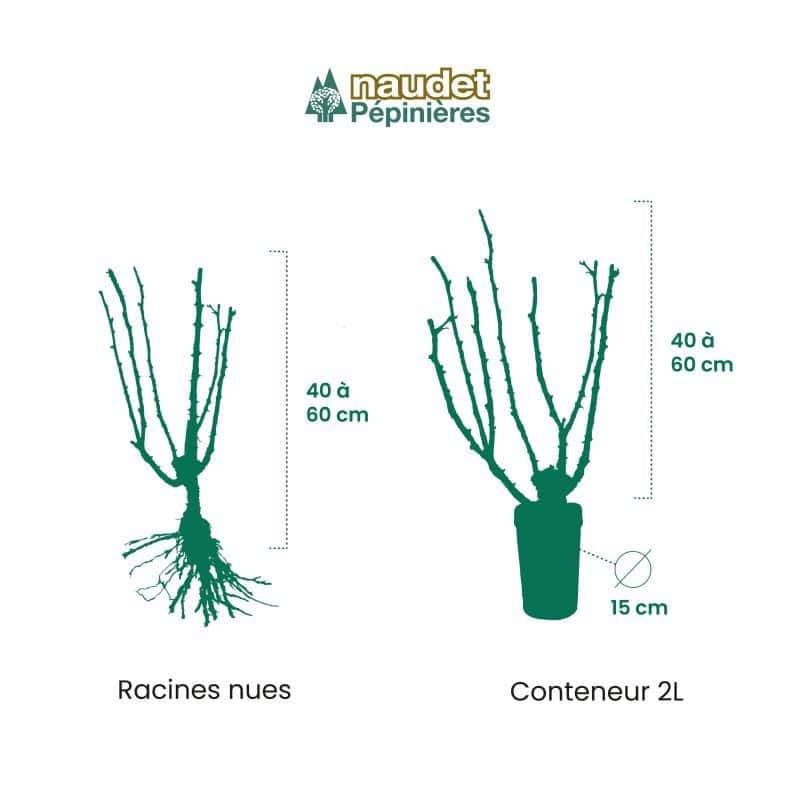 Rosier 'Calizia' ® - Conteneur 2L - Pépinières Naudet - Image 2