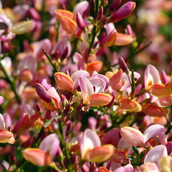 Promesse de Fleurs - Cytisus procumbens Zeelandia - Genêt à balais Pot de 1,5L/2L - Image 1