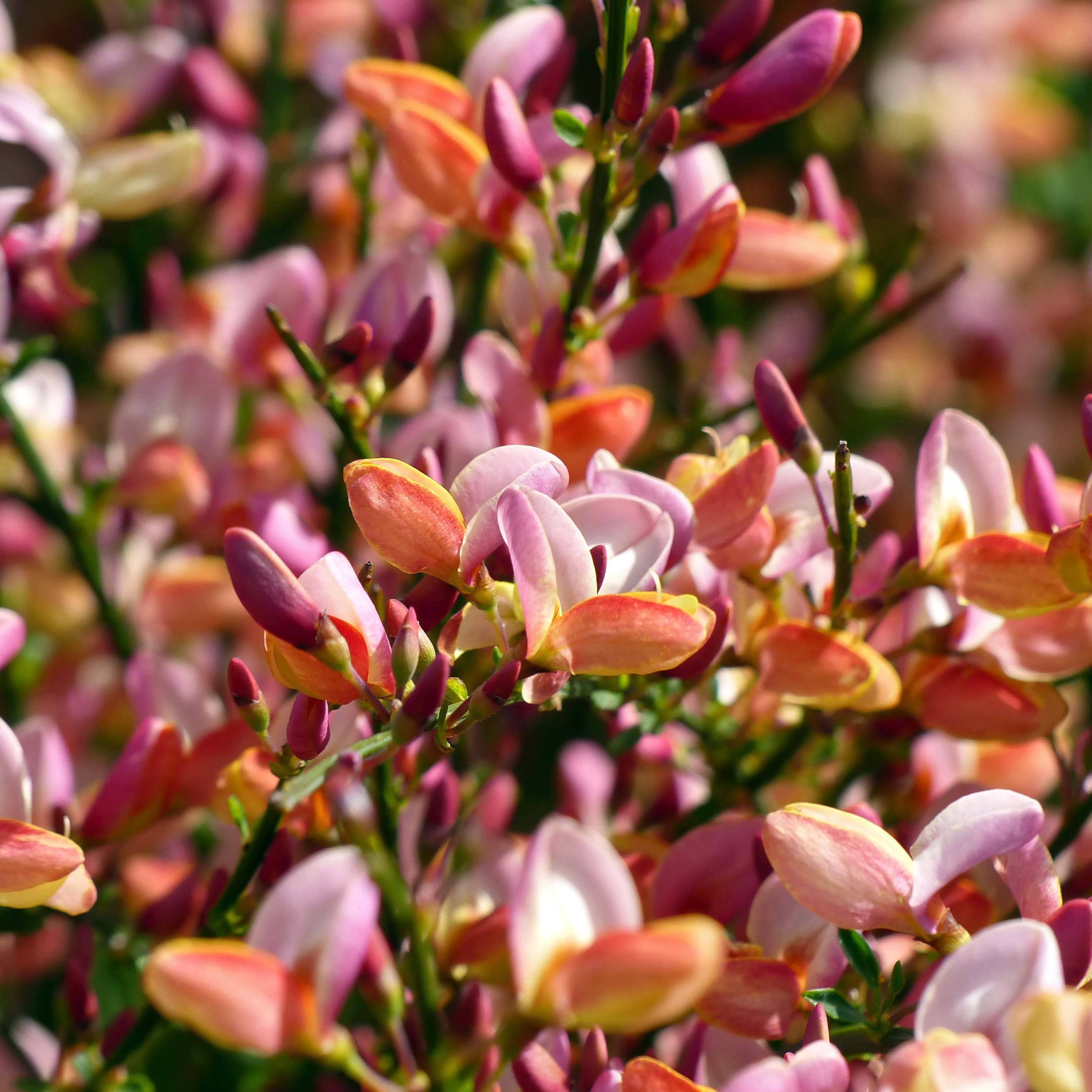 Promesse de Fleurs - Cytisus procumbens Zeelandia - Genêt à balais Pot de 1,5L/2L - Image 1