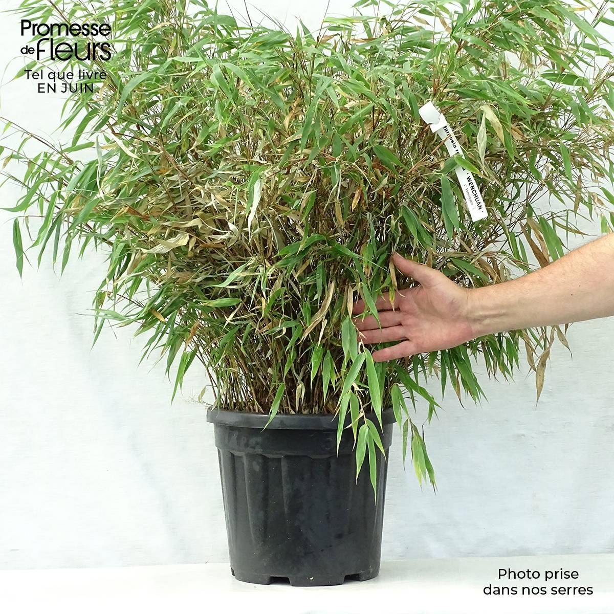 Promesse de Fleurs - Fargesia robusta Wenchuan - Bambou non traçant Pot de 12L/15L - Image 2